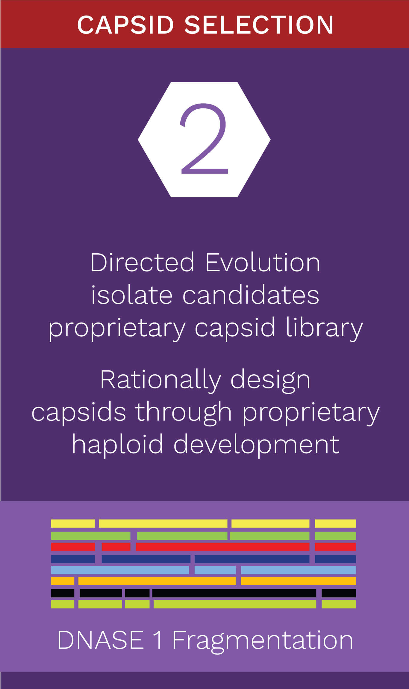 Capsid selection