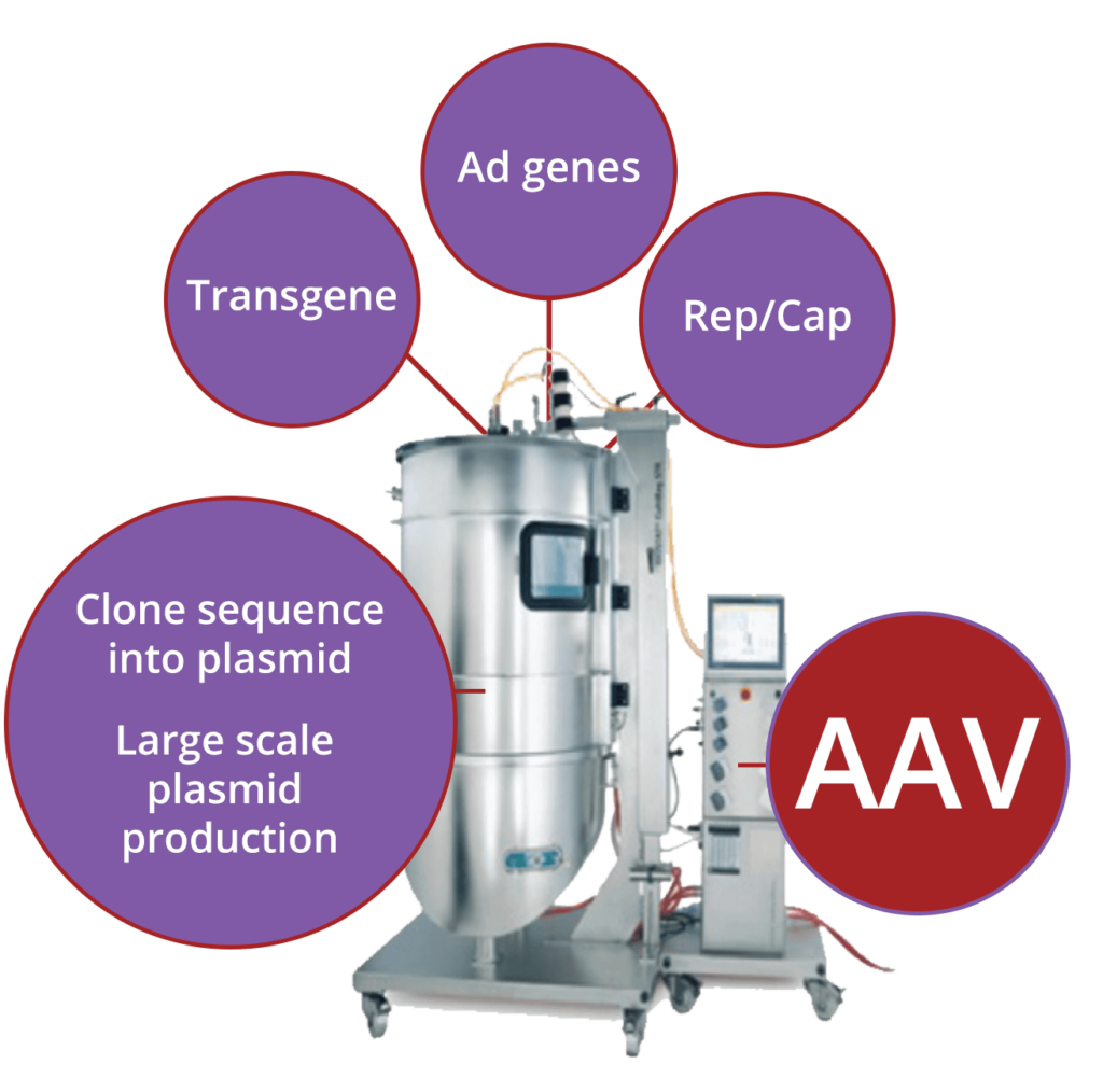 AAVPlatform proven end-to-end capability results in technology to increase scale and lower costs of goods as well as translate into clinic faster, safer and with greater predictability.