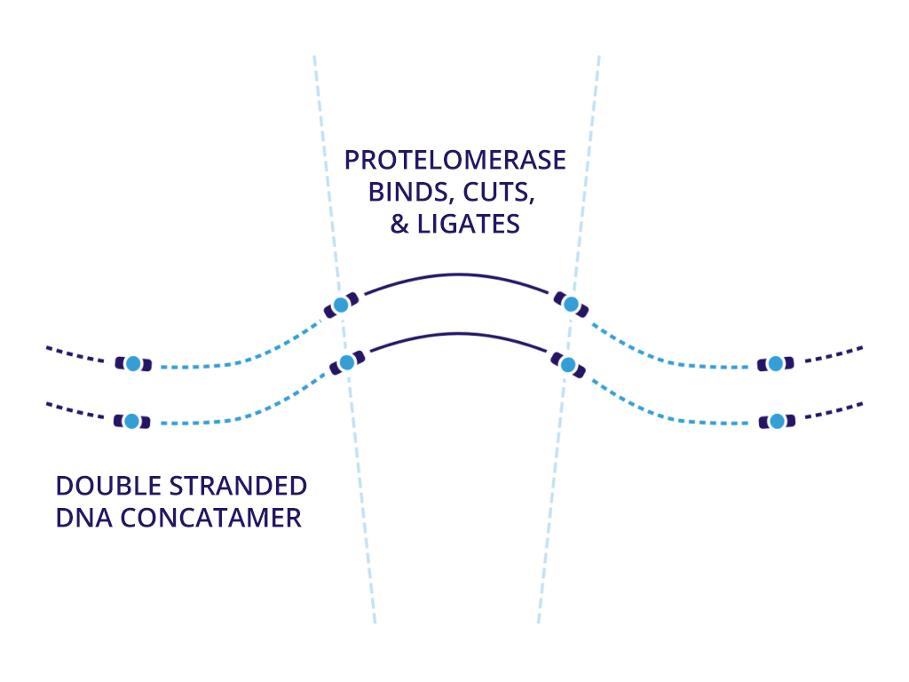 slide 6 Protelomerase binds, cuts and ligates