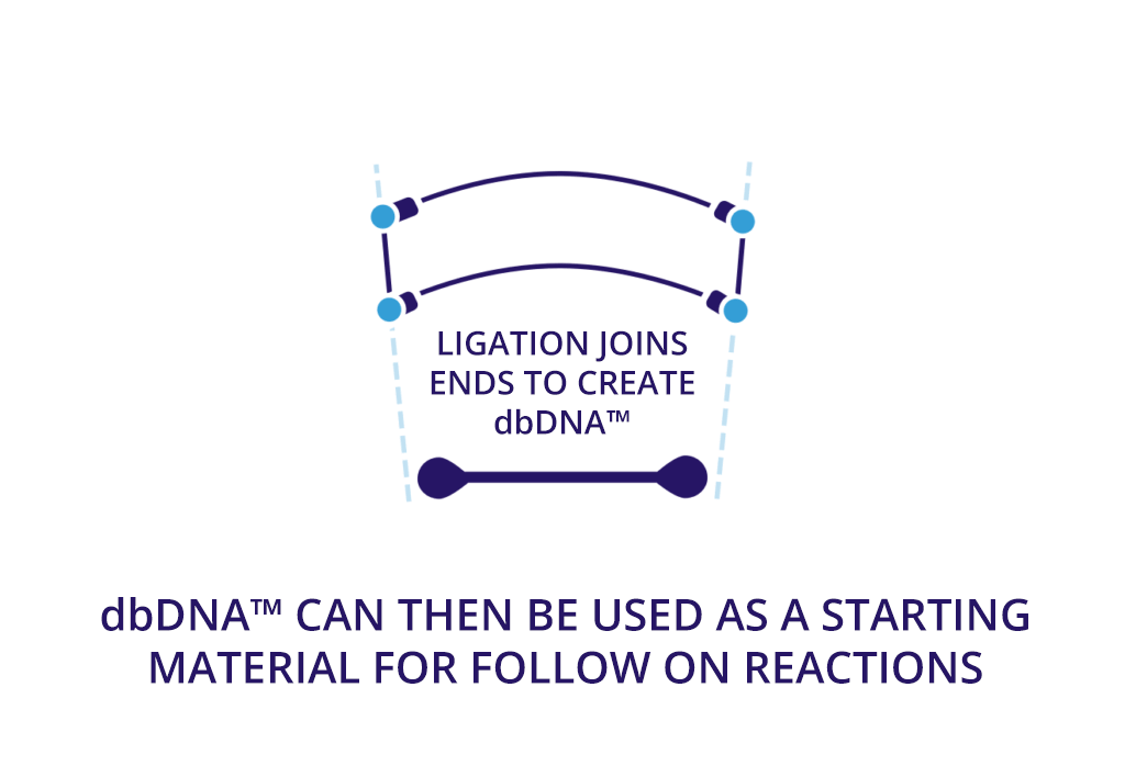 slide7 Ligation joins ends to create dbDNA