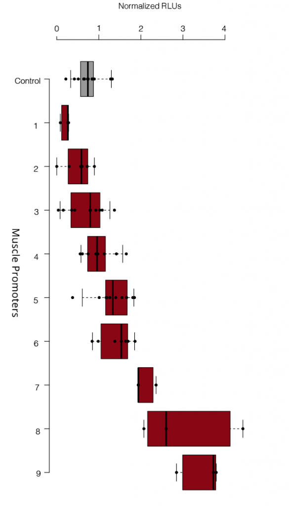 
 






Our muscle-specific synthetic promoters offer a wide range of activities. Shown are the results from in vitro luciferase assays for different Synpromics promoters compared to a benchmark muscle promoter. The size of the synthetic promoters ranges from 270bp to 1kb.